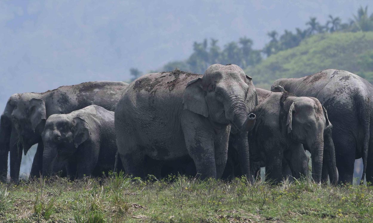 Movement of elephants triggers panic among farmers in Maharashtra, Telangana