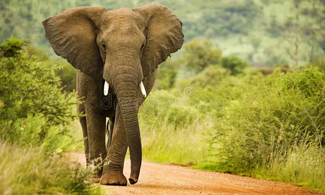Farmers in Kenya dispute that cyanide poisoning could have killed 15 elephants