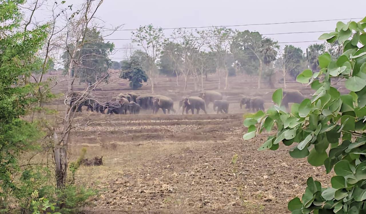 Movement of elephants triggers panic among farmers in Maharashtra, Telangana
