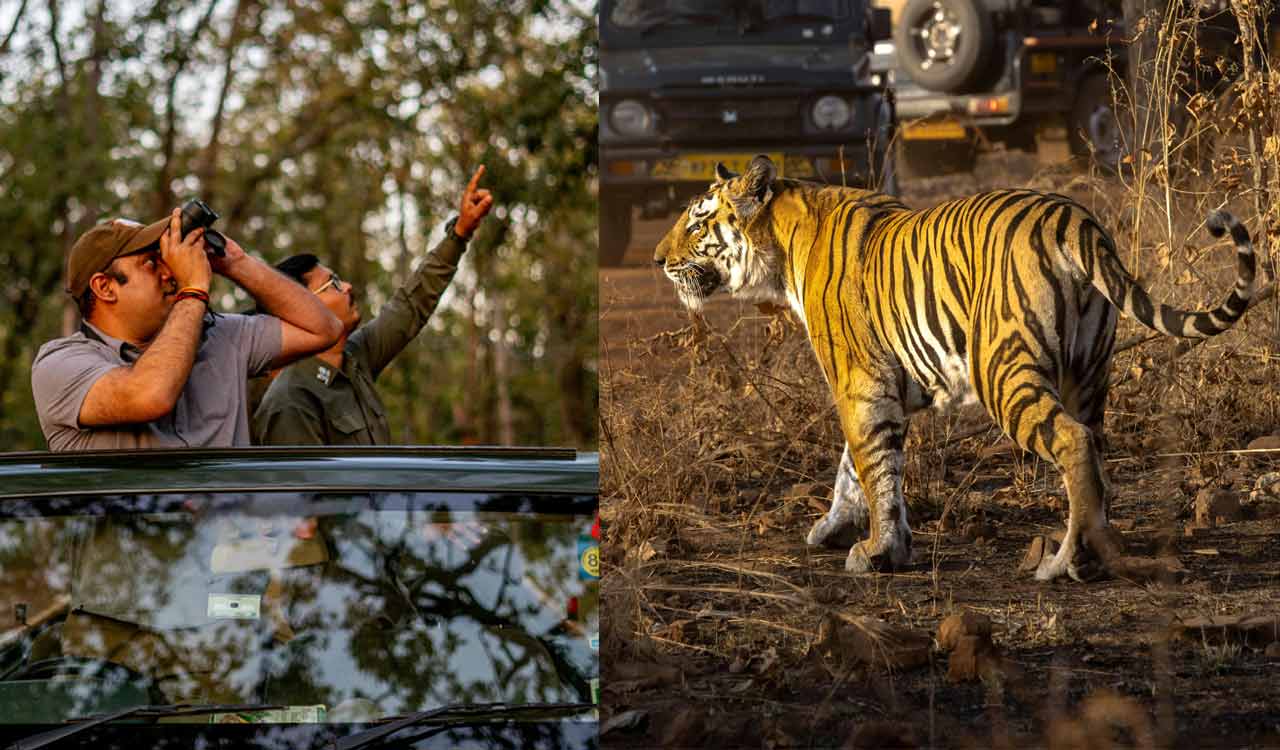 Five wildlife destinations in India that remain open for monsoon safaris
