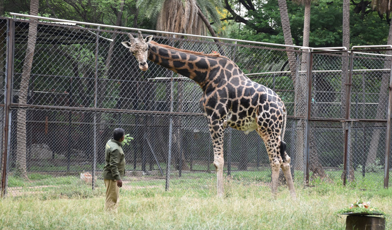 Nehru Zoological Park celebrates World Giraffe Day with cake for giraffe Bunny