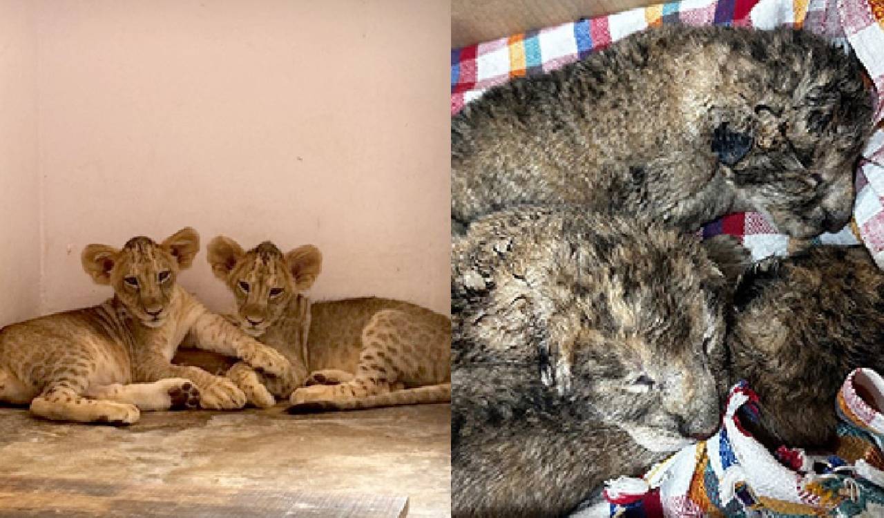 Hyderabad zoo sees birth boom with over 50 newborns in months