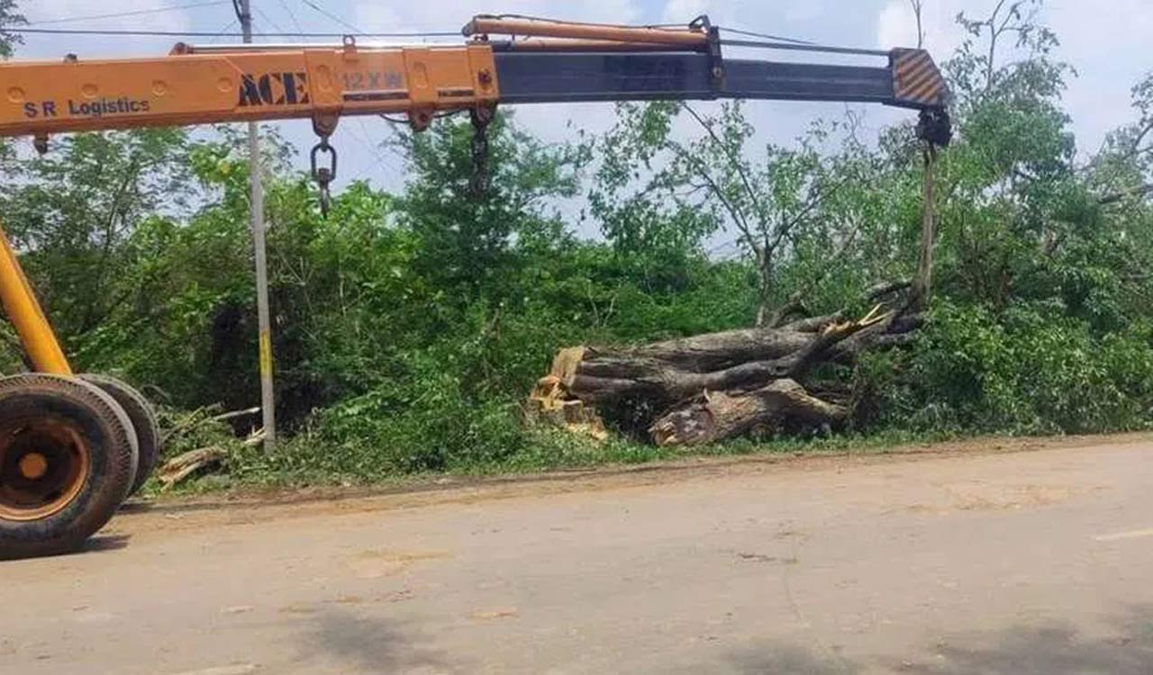 Scores of trees cut down for CM Revanth’s Khammam meeting