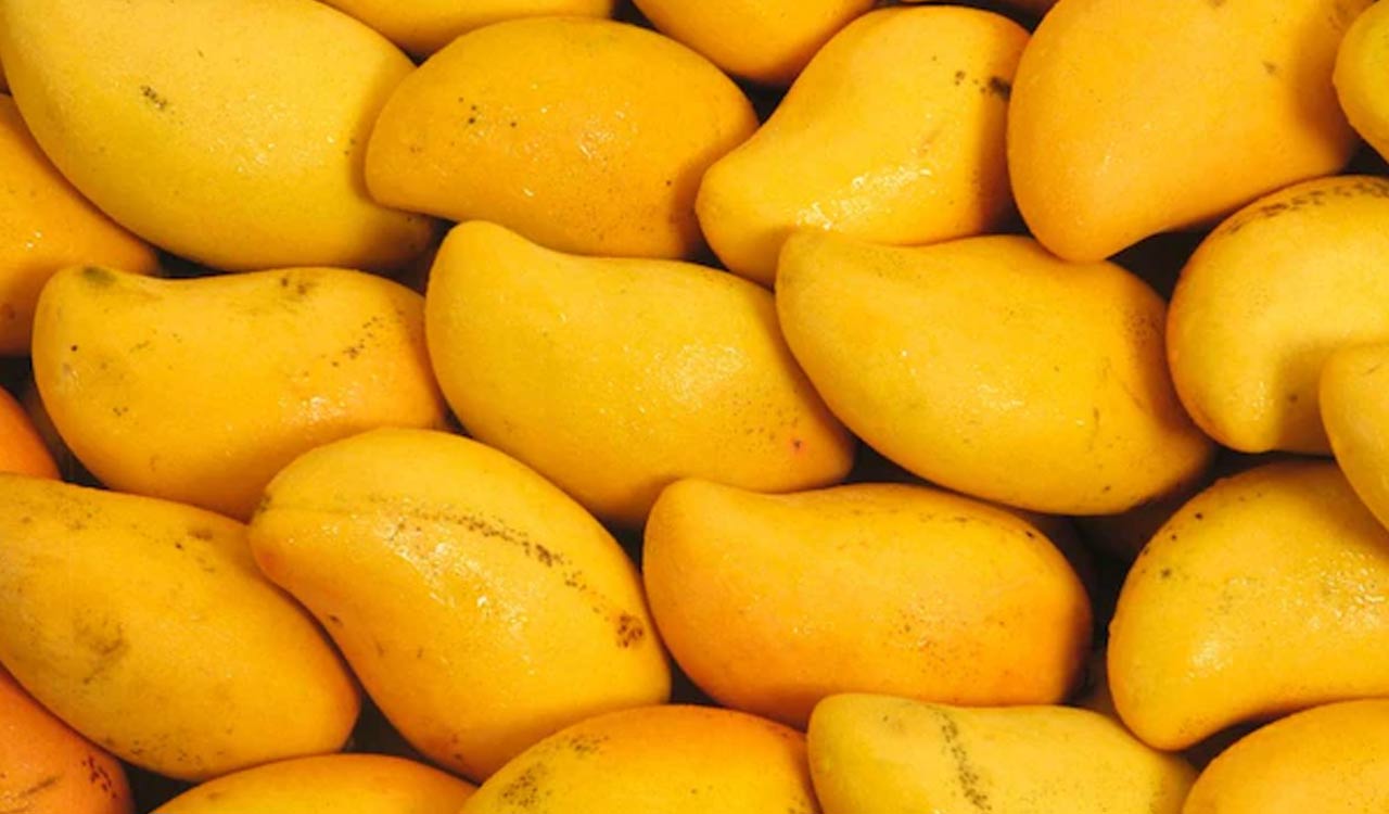 India sends first commercial sea shipment of Banganapalle mangoes to Singapore