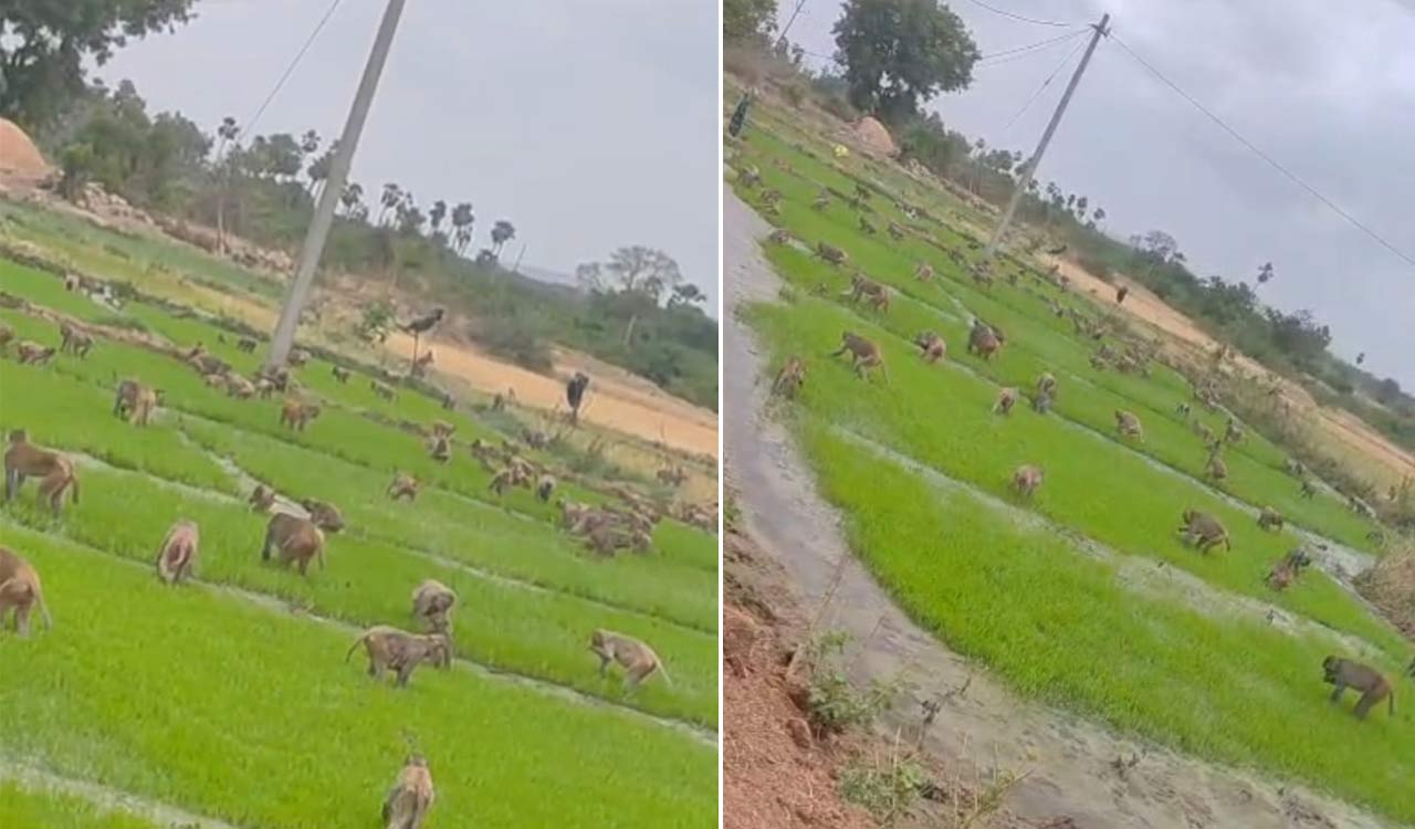 Monkey menace spreads to paddy nurseries in Siddipet’s Nanganur