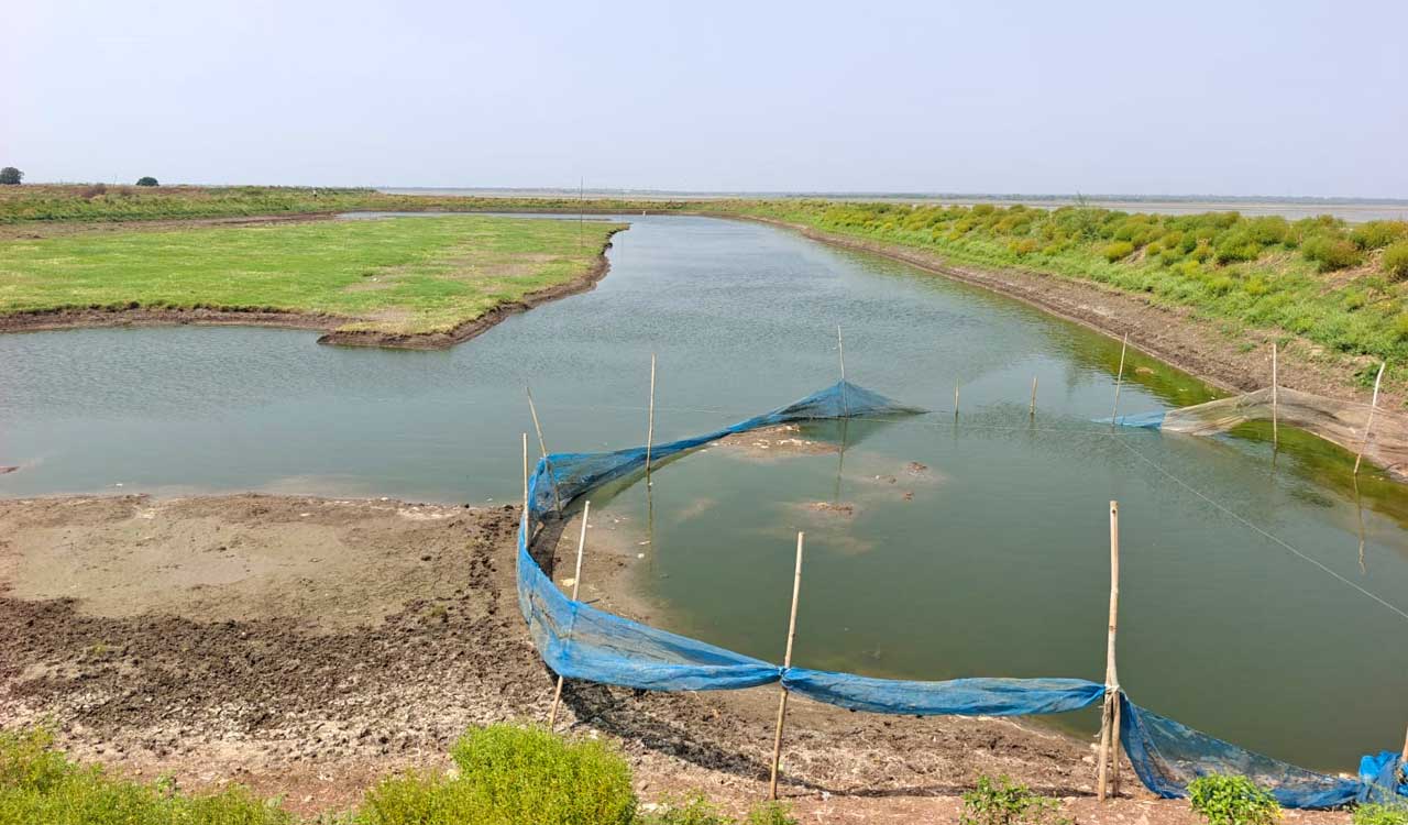 Mushrooming fish ponds in Singur FTL lands pollutes Manjeera water