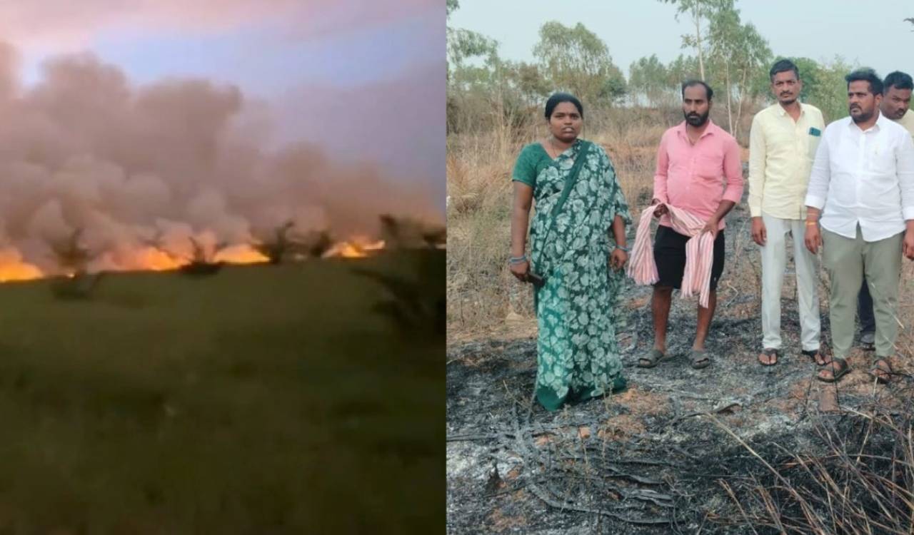 Paddy residue burning causes damage to oil palm orchards in Siddipet