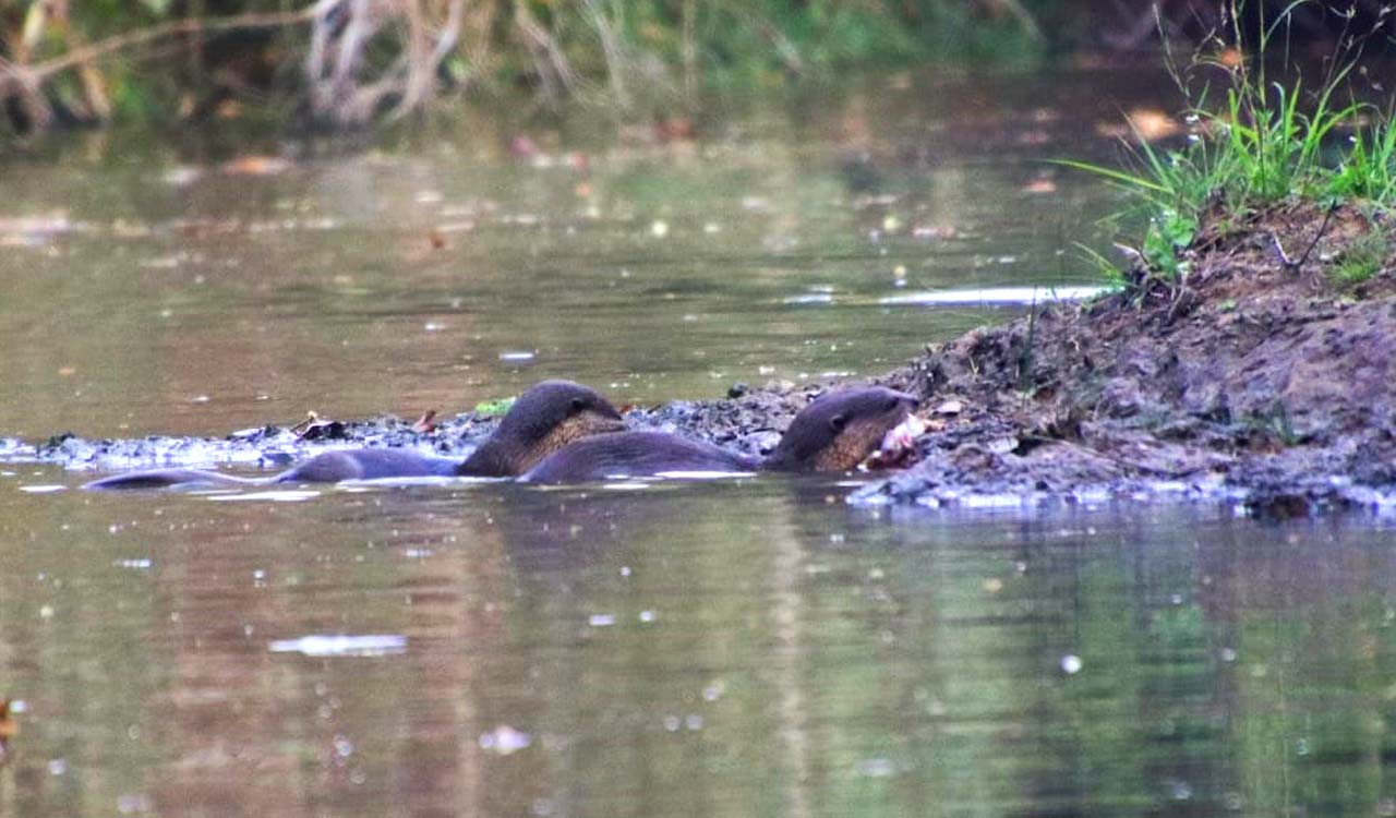 Smooth-coated otters sighted in Kothagudem after 35 years; conservationists call it major ecological sign