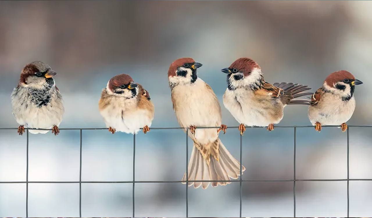 Fourth season of Hyderabad Bird Atlas to begin on July 4 aiming to add few more species