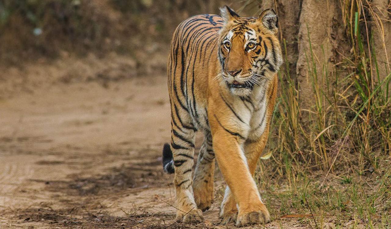 Tadoba Tiger Reserve to be closed for visitors for three months from June 30