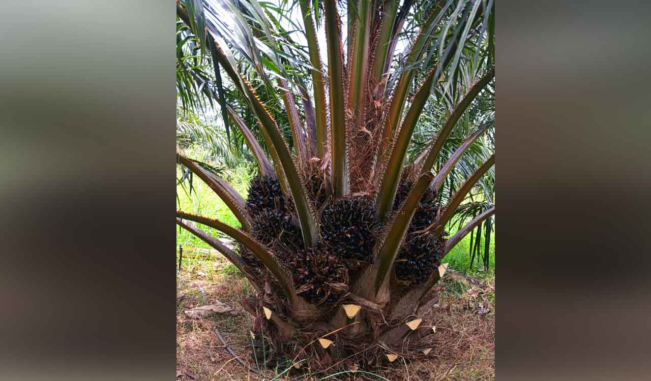 Telangana Oil Palm push begins paying off as farmers report better returns