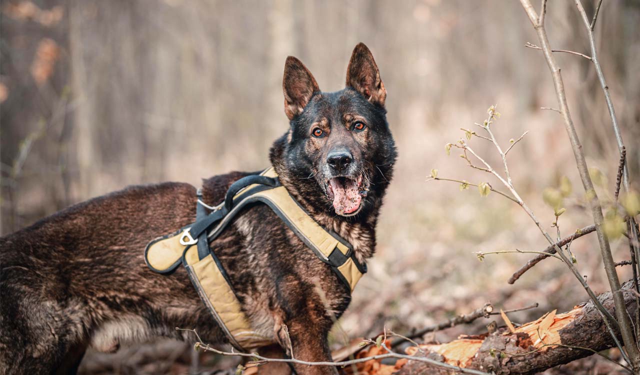 Tobacco sachet trail leads sniffer dog to three wildlife poachers in Mancherial