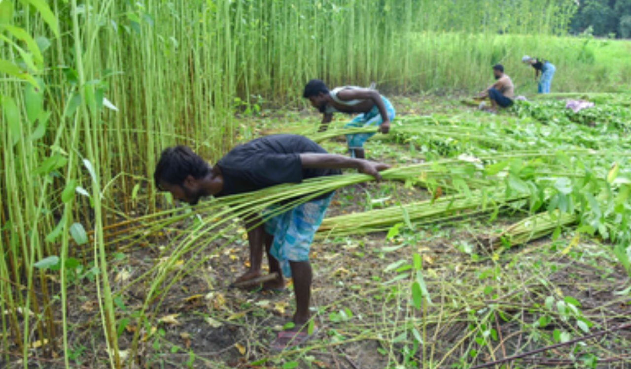 Fibre consumption in India projected to rise sharply by 2030