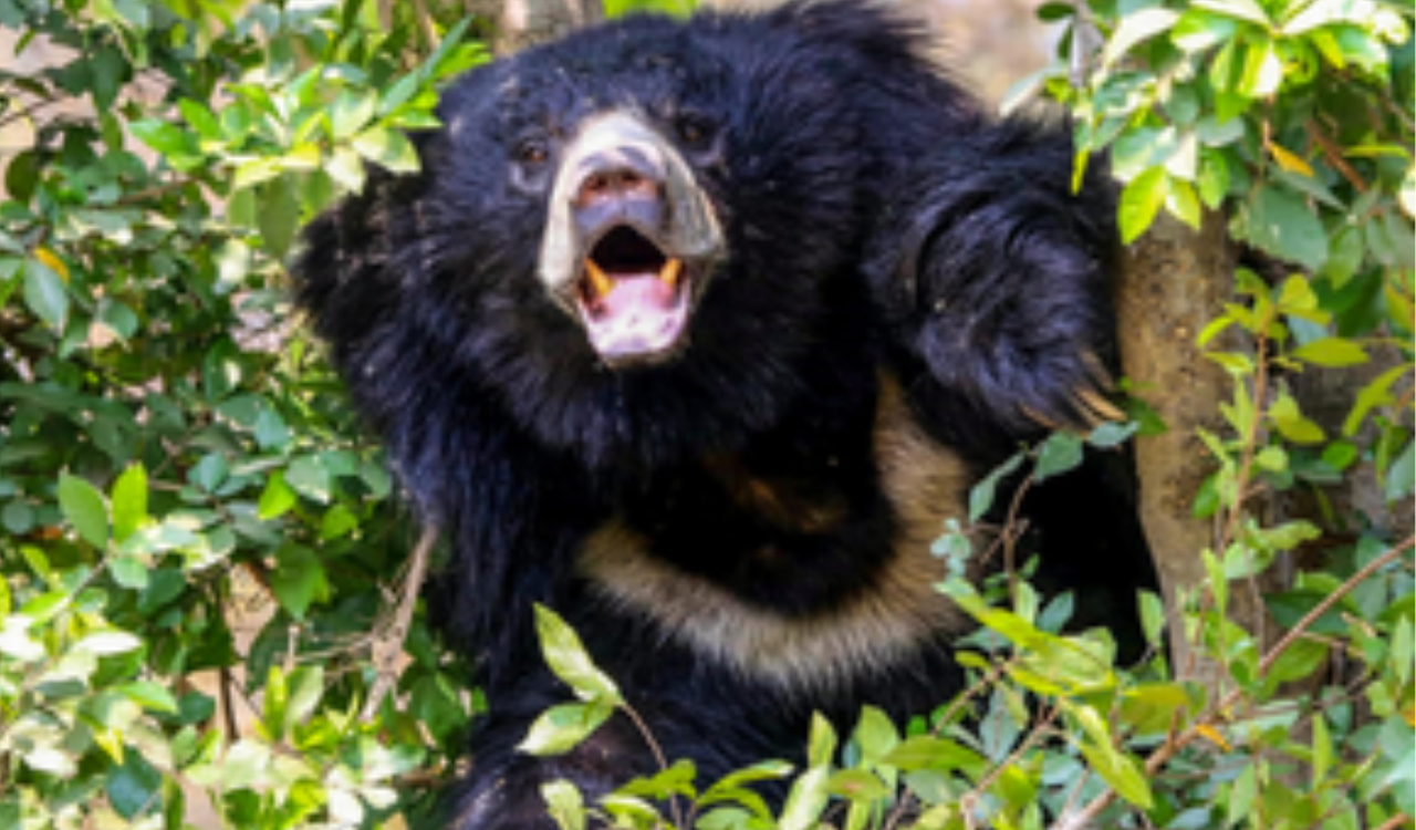 Sloth bears help shape Aravalli vegetation through seed dispersal: Study