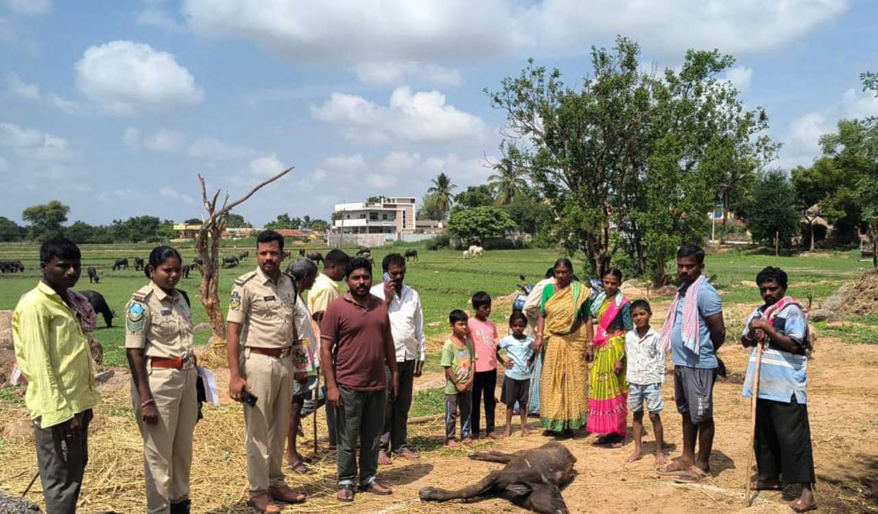 Wild animal kills calf in Narsapur forest