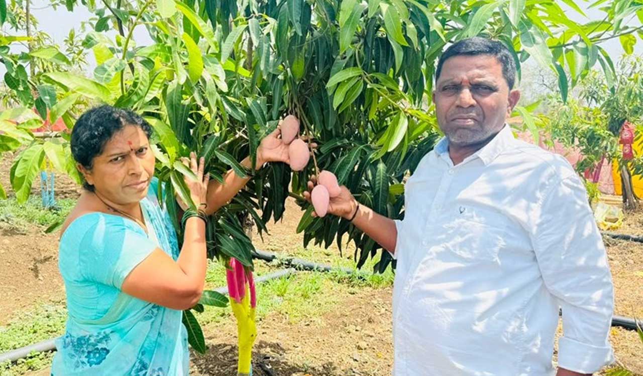 Former Mukhra (K) Sarpanch harvests Miyazaki mango fruits in Adilabad