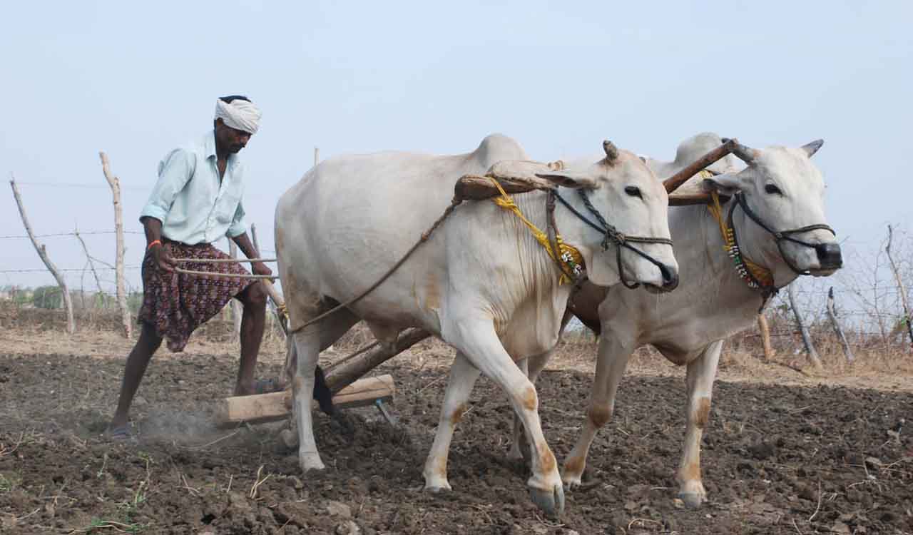 Soy farmers seek compensation for registering losses in Adilabad