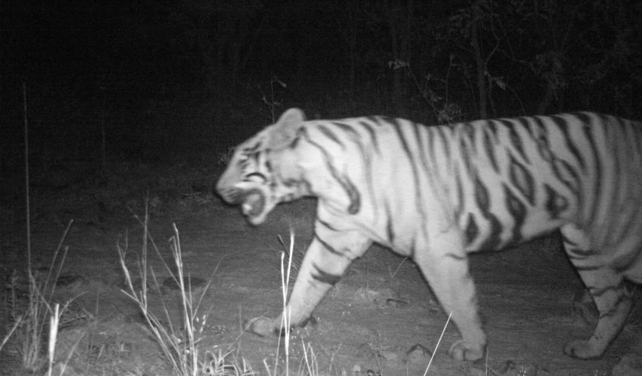 Tiger sighted on Telangana–Andhra border; forest staff alert villagers