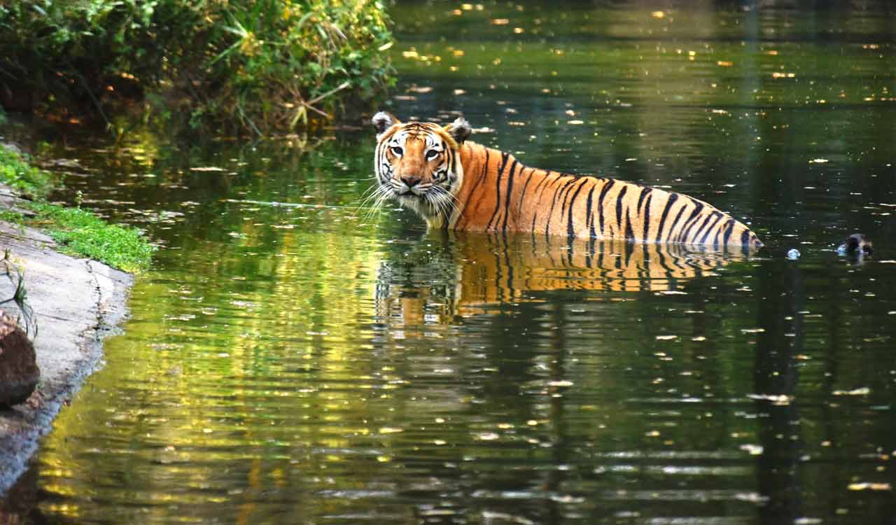 Hyderabad scientists develop bio-score to assess zoo animal well-being