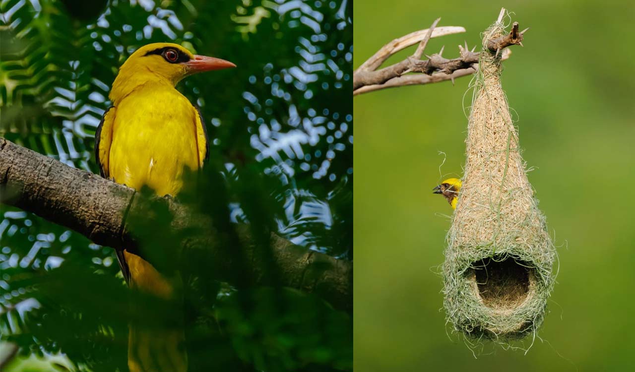 Hyderabad Bird Atlas documents 248 bird species after fourth survey season