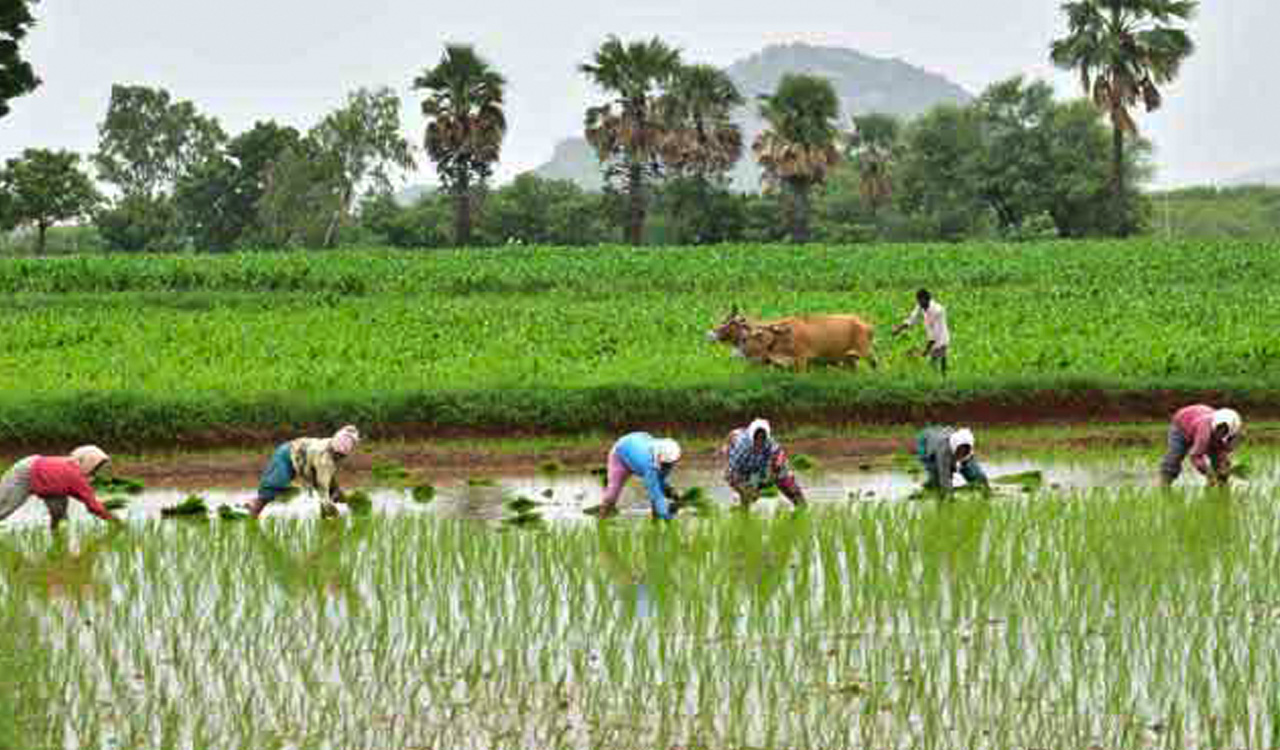 Telangana tenant farmers struggle amid water shortage and rising costs