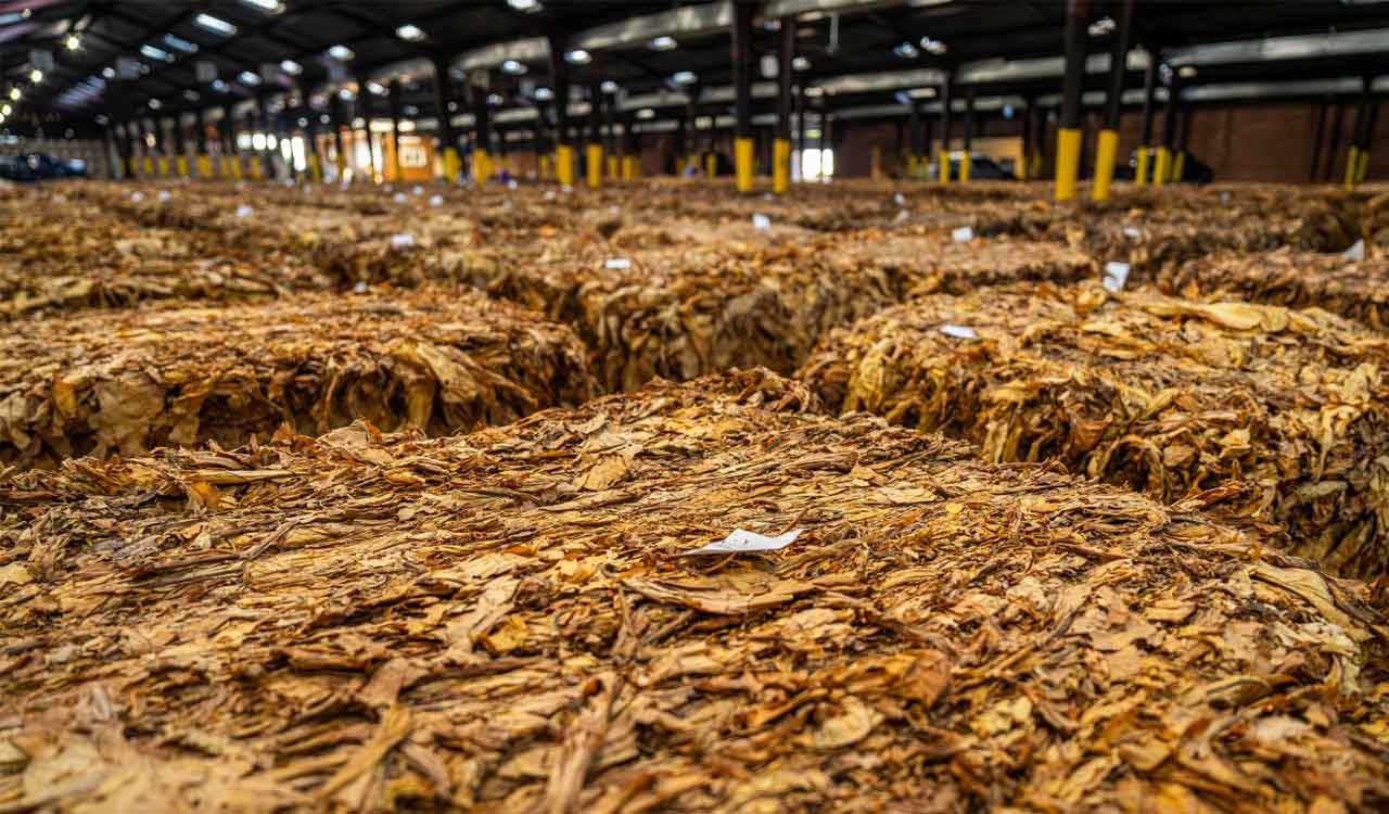 Andhra Pradesh plans to cap FCV tobacco production amid surplus crop crisis