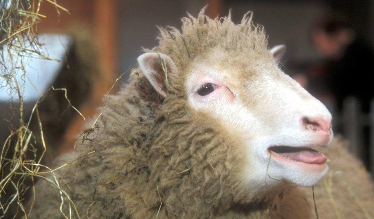 Explainer: 30 years since Dolly’s birth, where does cloning stand today?