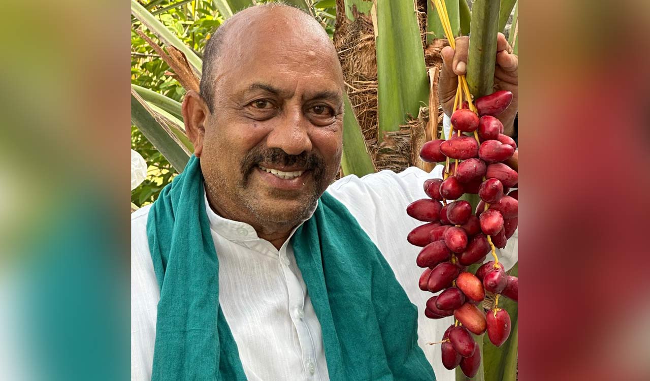 Medak farmer successfully cultivates dates on 13 acres