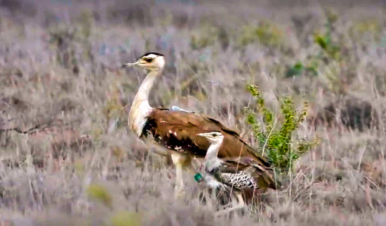 Great Indian Bustard chick passes 40-day critical stage of survival in Gujarat