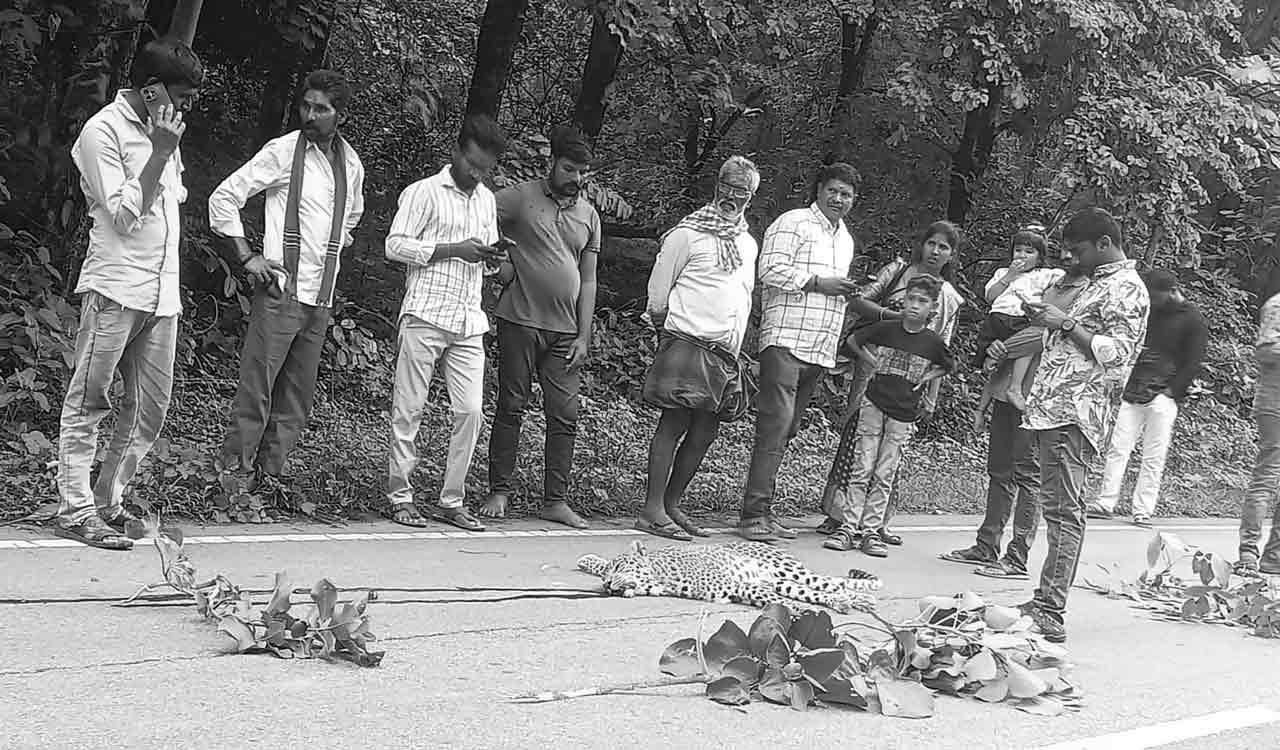 Leopard killed after being hit by unidentified vehicle in Medak district
