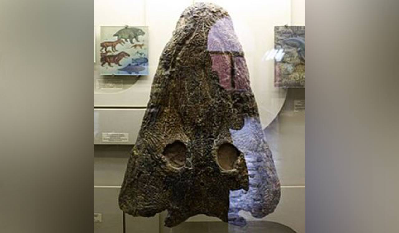 2,000 volunteers join a painstaking effort to restore massive skeleton of prehistoric predator