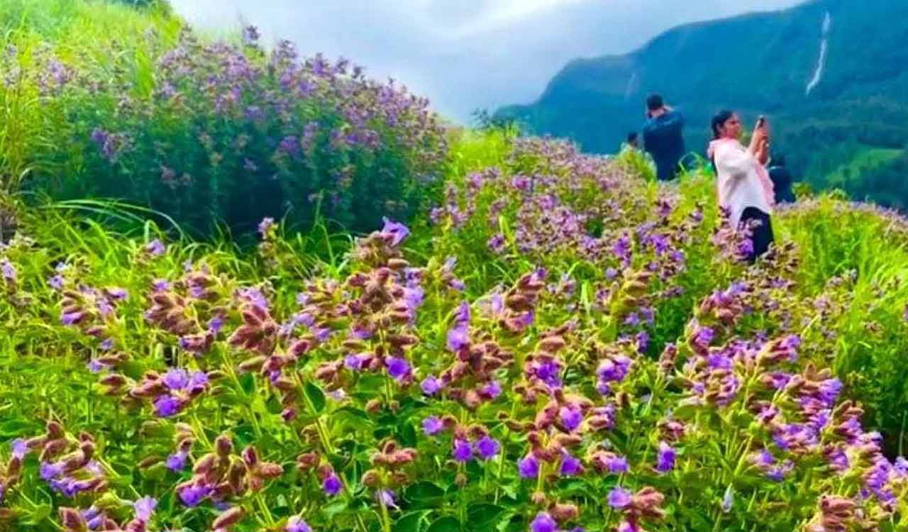 TN bars public from Neelakurinji blooming site to protect wildlife, fragile habitat