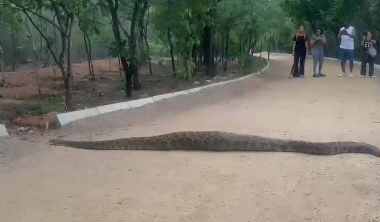 Watch: 8-foot python spotted in KBR park, video goes viral