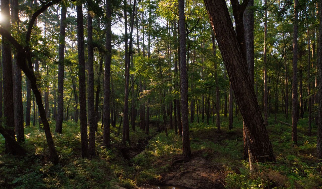 Telangana government notifies 280 acres as Sardarnagar Forest Block in Shamshabad