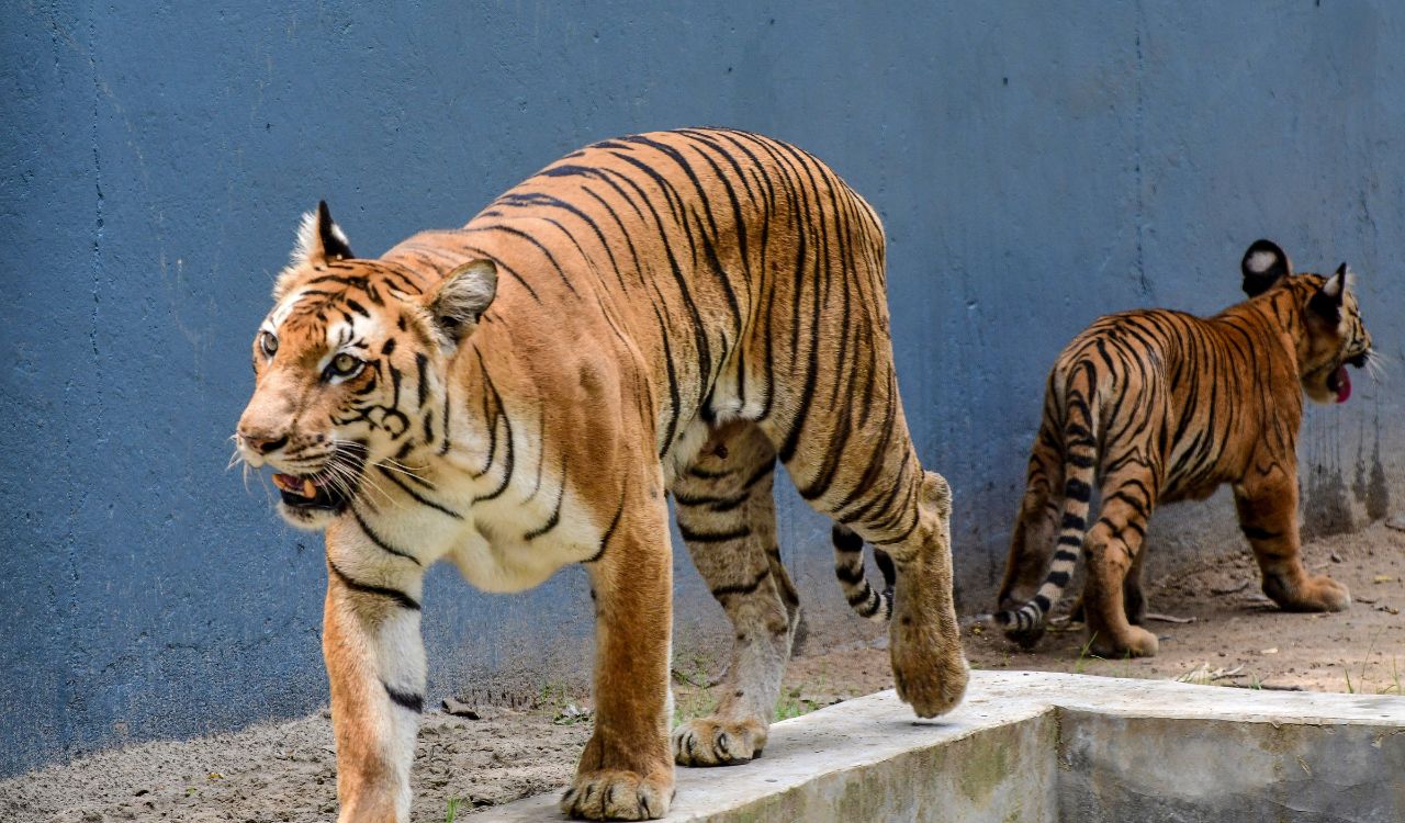 Bandhavgarh Tiger Reserve marks International Tiger Day with conservation awareness programmes