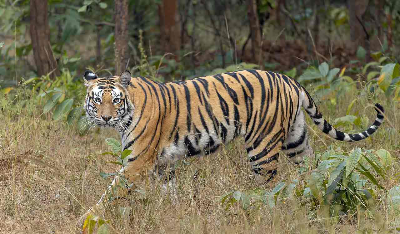 Over 1.5 lakh pictures taken for tiger estimation exercise in UP’s four reserves