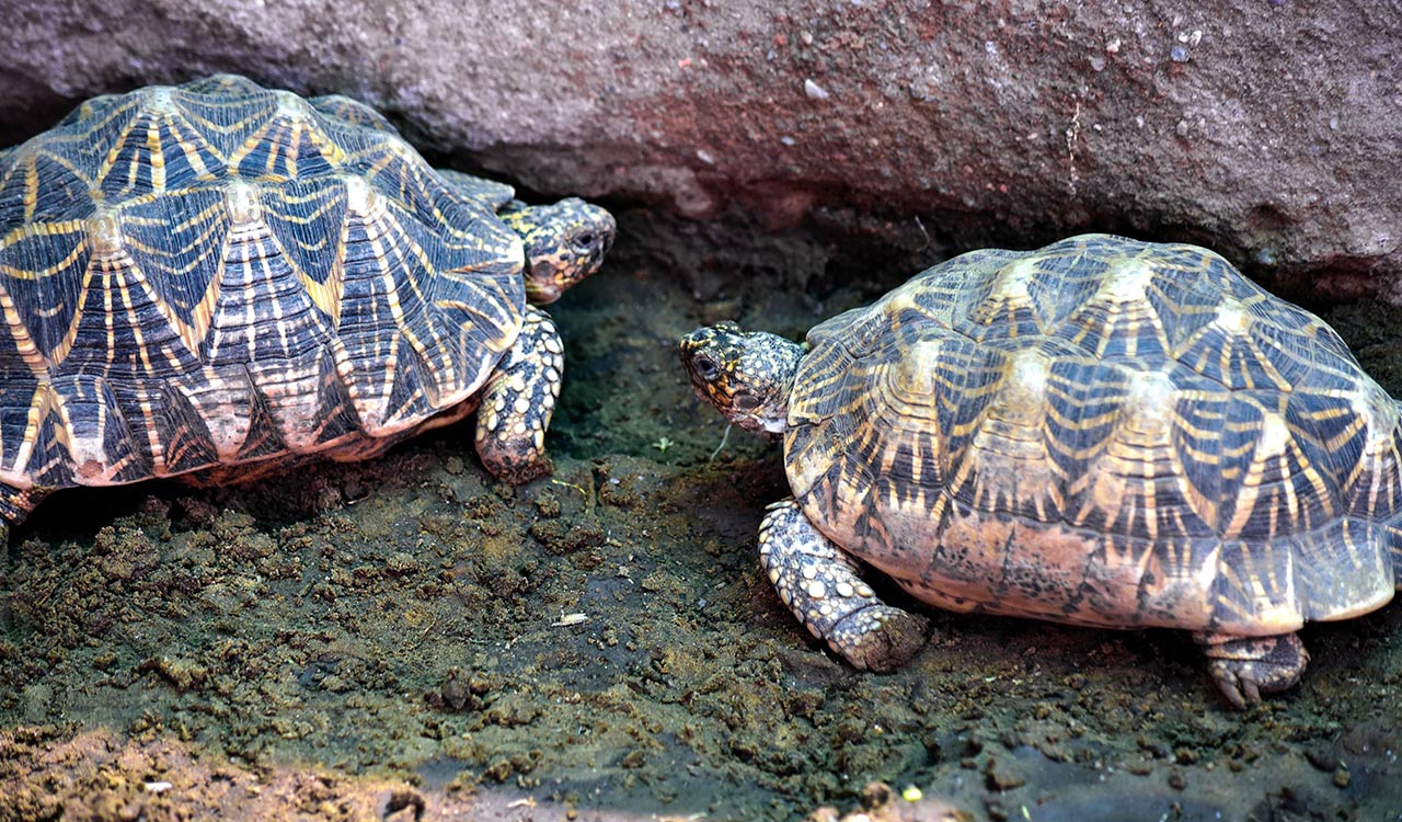 Man arrested in UP’s Kanpur with 171 protected Indian Roofed Turtles