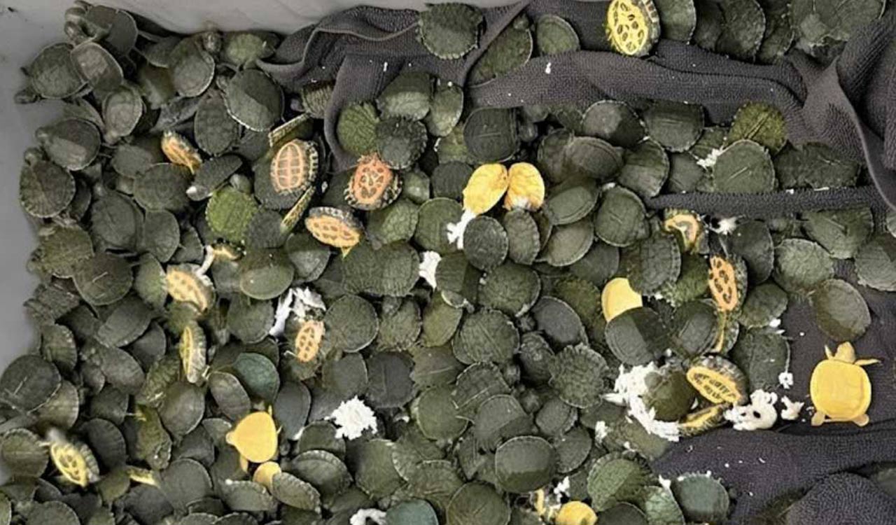 AIU recovers over 700 red-eared slider turtles at Kolkata Airport