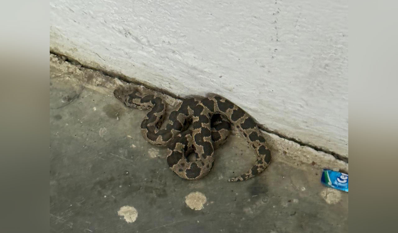 MBBS students at Government Medical College Medak raise safety concerns over snake sightings