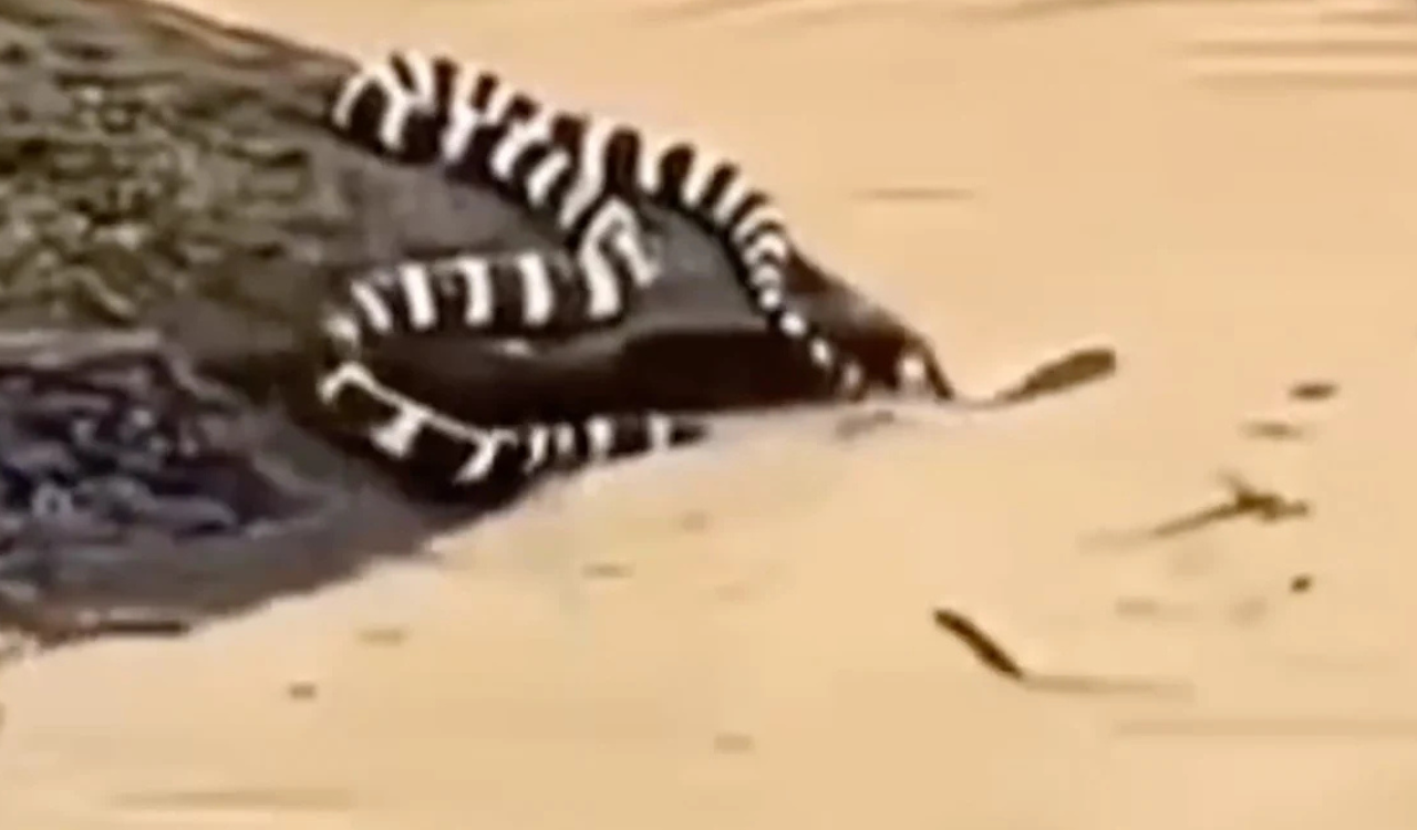 China floods kill at least 20; escaped snakes add to disaster chaos