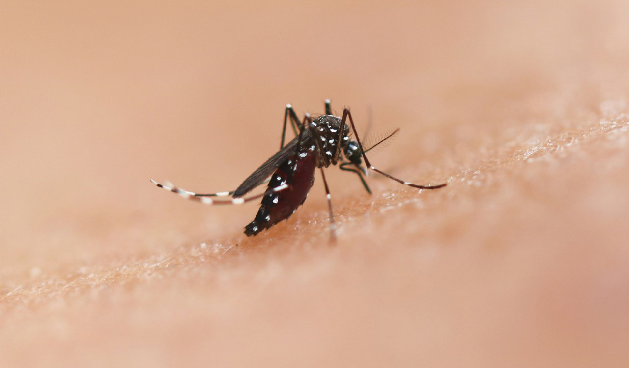 Hyderabad scientists find dengue virus evolving to outsmart conventional mosquito control
