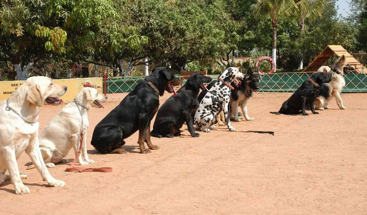 Educational institutions turn to narcotics detection dogs to keep campuses drug-free
