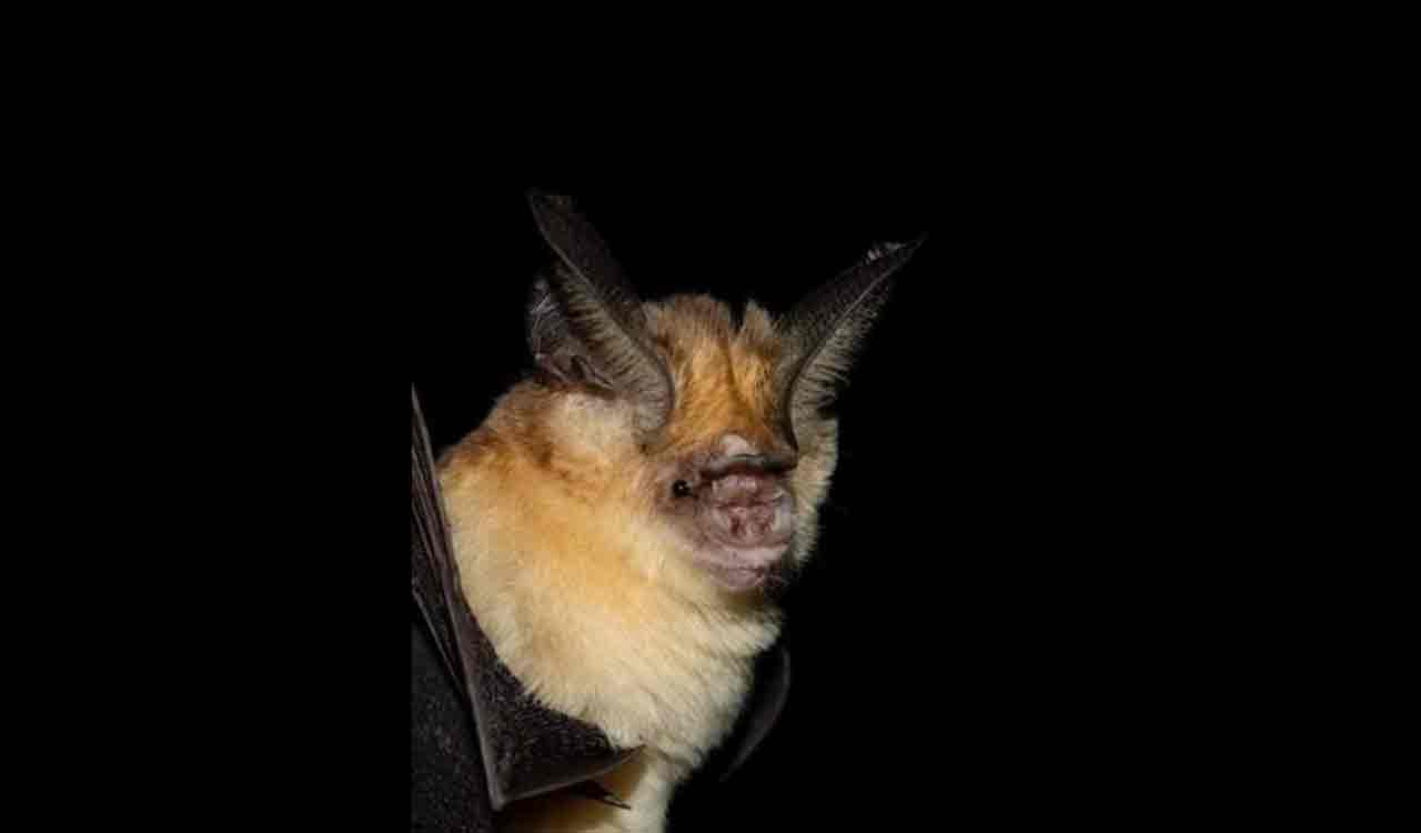 Osmania University study reveals bats’ hidden diet using DNA technology