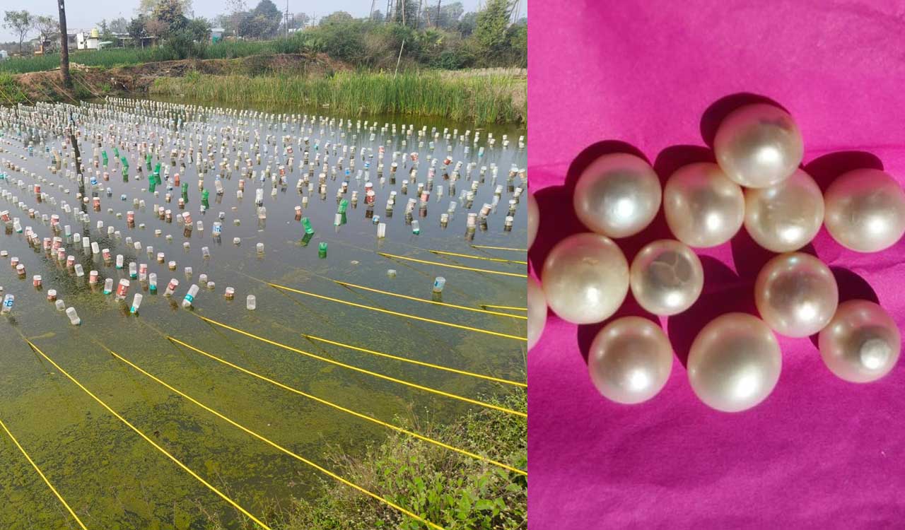 Trailblazer farmer from Maharashtra’s Sironcha shines in pearl farming