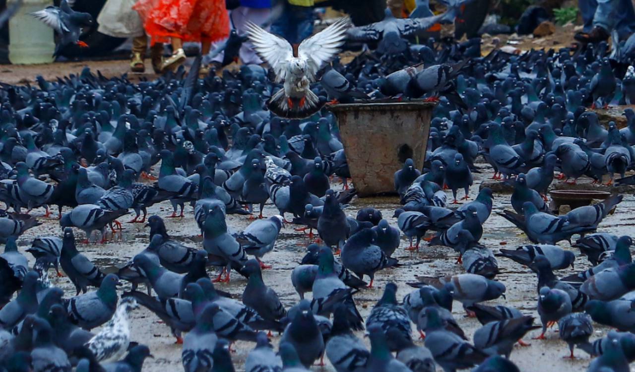 HC seeks GHMC reply on PIL to regulate pigeon feeding in Hyderabad
