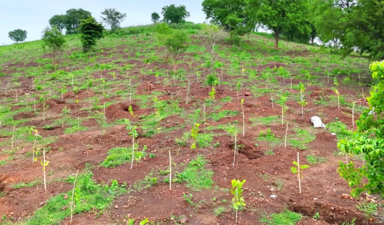Deficit rainfall poses challenge to Telangana’s plantation drive