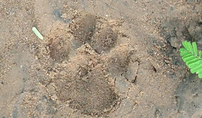 खानापुर, गुडूर वन क्षेत्र के ग्रामीण गांवों में लेपर्ड की गतिविधियां सामने आईं