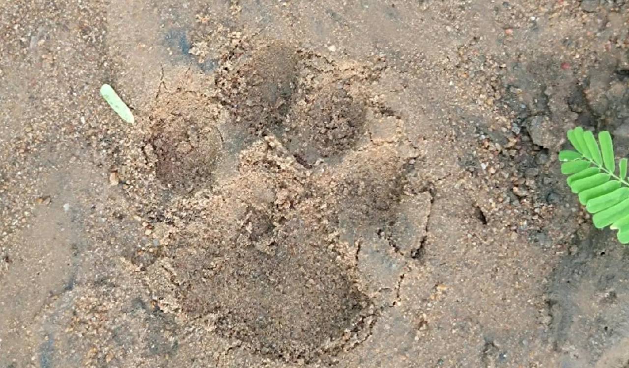 Leopard movements reported in Khanapur, Gudur forest fringe villages in Mahabubabad