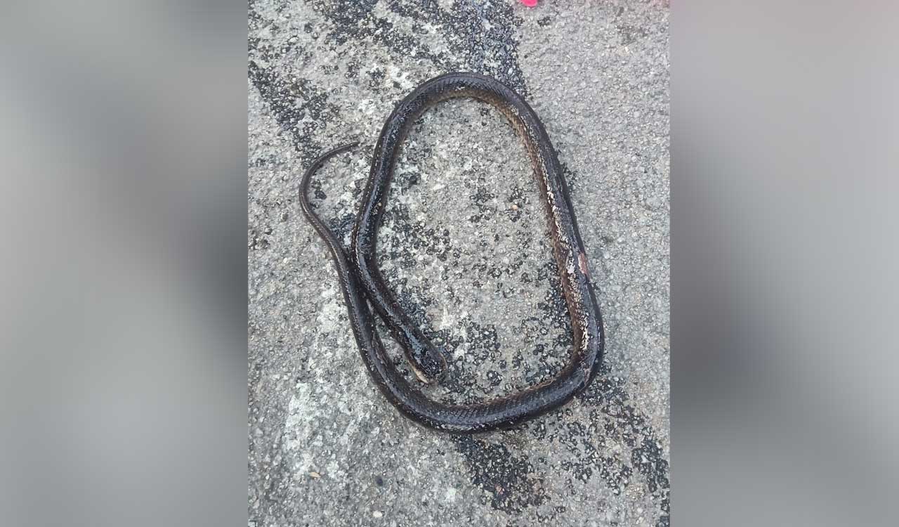 Girl dies of snake bite as common krait bites mother, her daughter in Medak