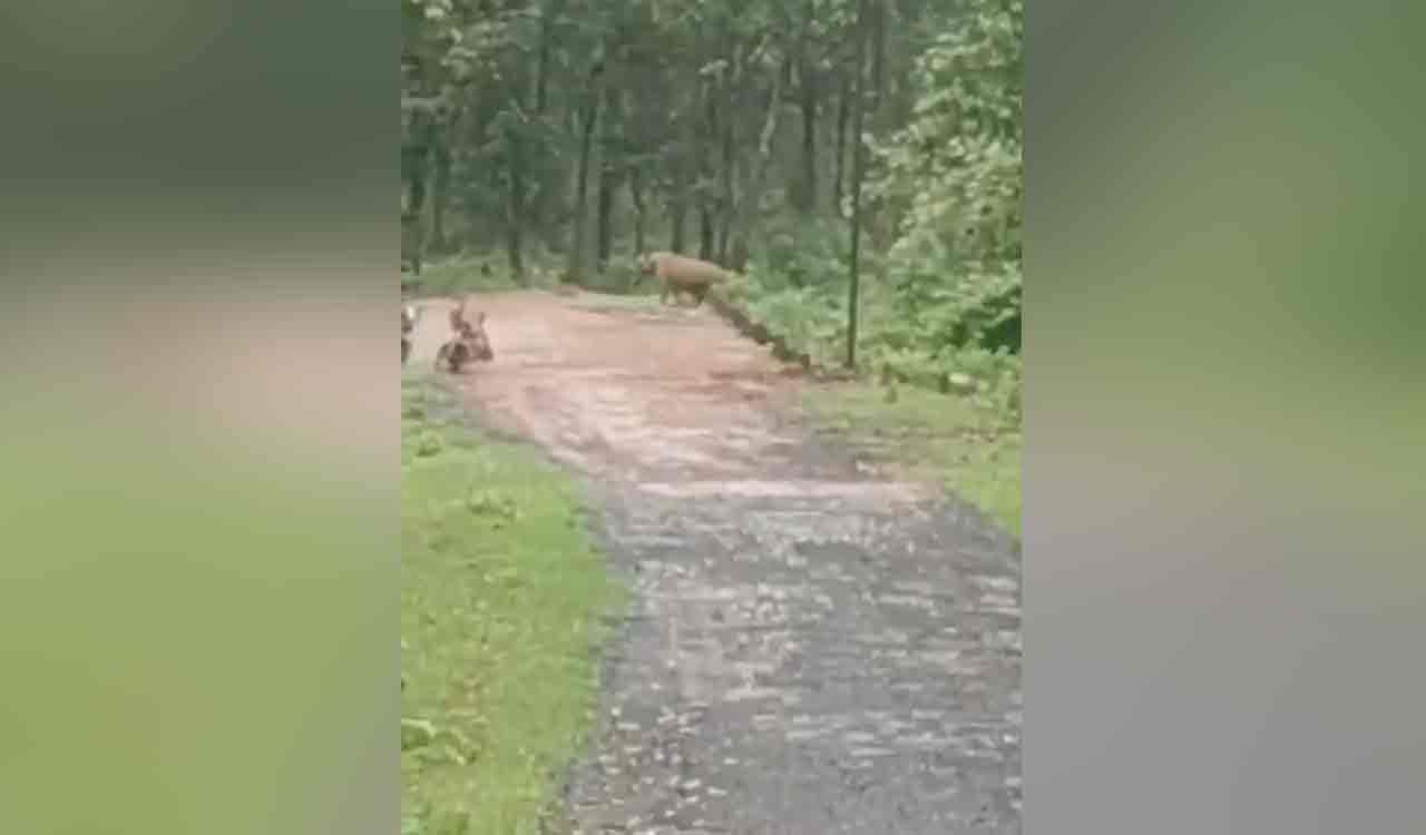 Electricity employees climb pole to save lives from tiger in Maharashtra